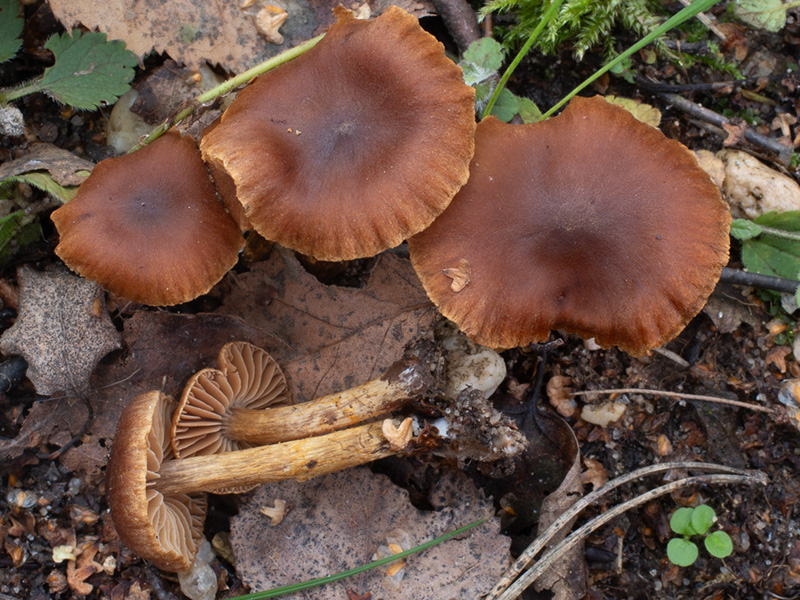 Cortinarius saniosus